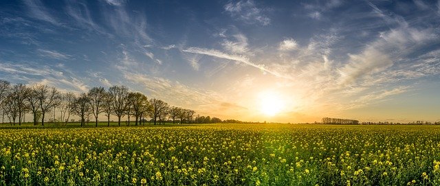 rośliny na miejsca silnie nasłonecznione